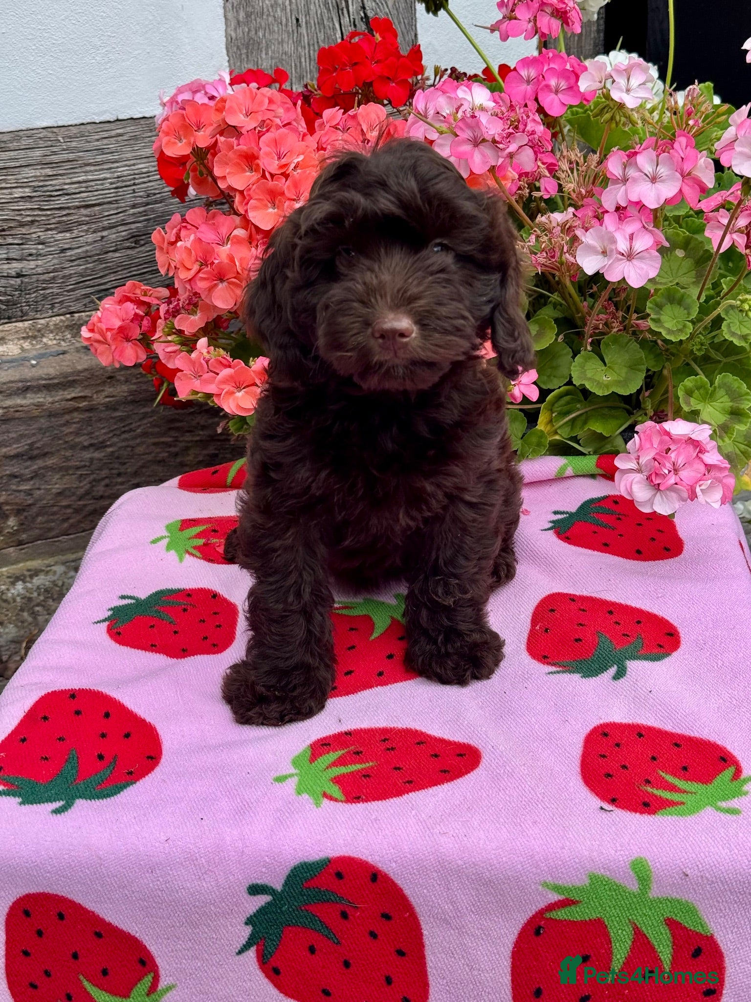 Cockapoo dogs 1 gorgeous dark chocolate  f1 Cockerpoo puppy  - Advert 1