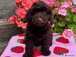 Cockapoo dogs 1 gorgeous dark chocolate f1 Cockerpoo puppy - Advert 1
