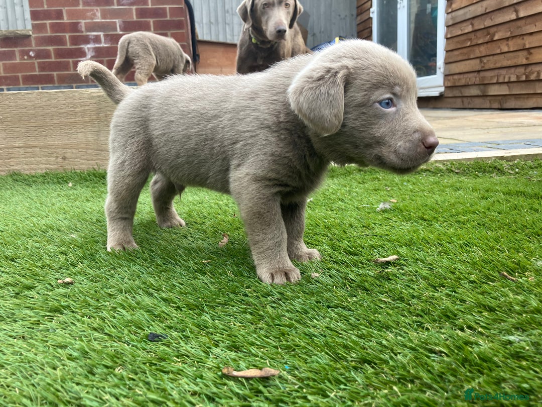 Labrador Retriever dogs for sale:  KC registered Silver and silver and tan labs  - Image 5