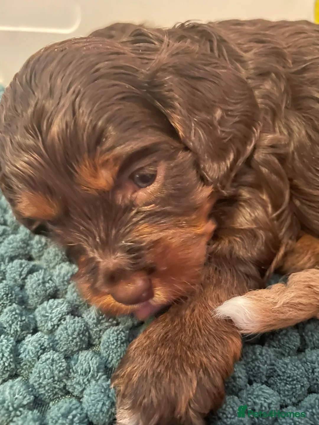 Cavalier King Charles Spaniel dogs for stud: 🤎 KC Chocolate Tri cavalier fully health tested  - Advert 2