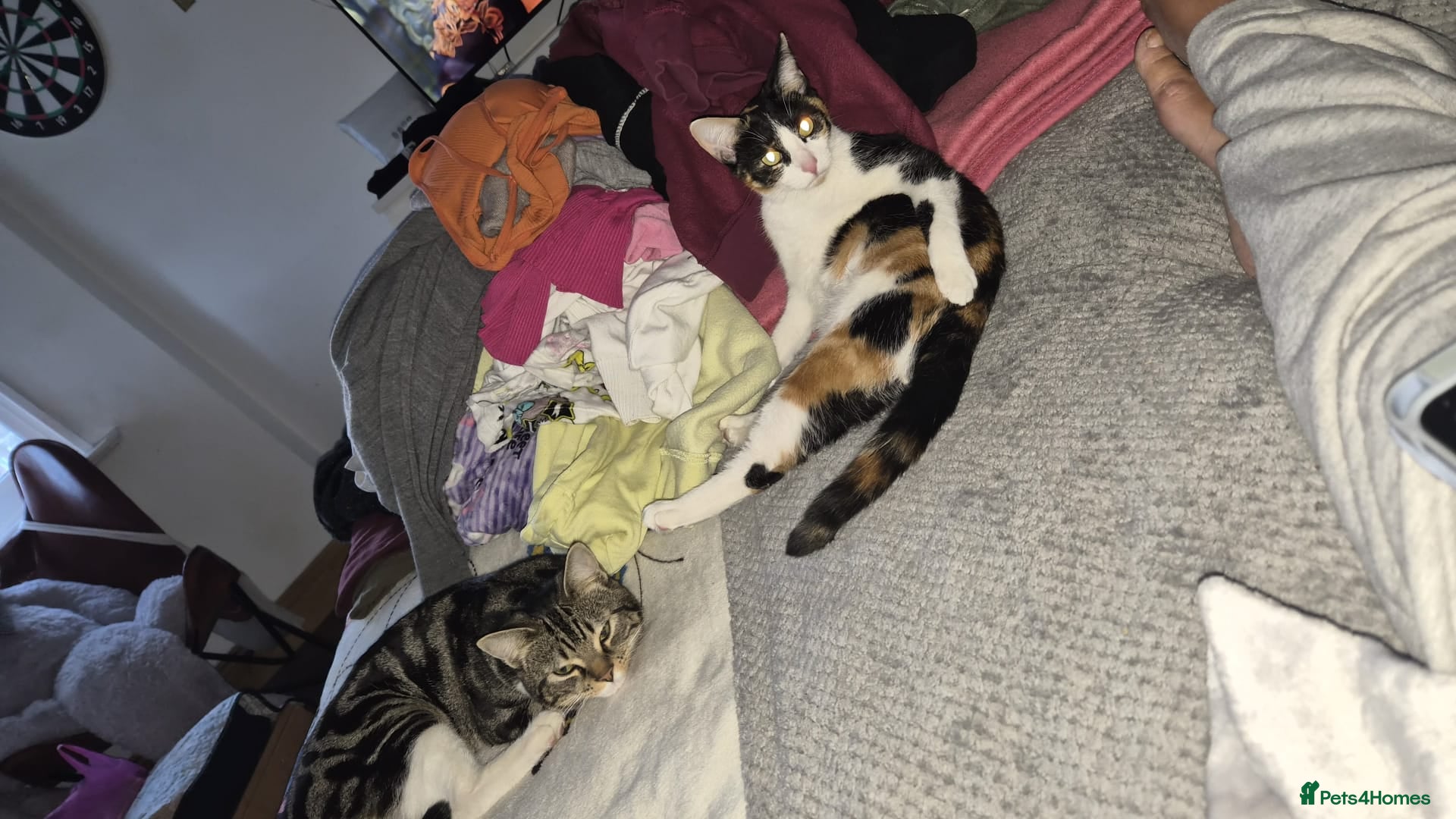 Mixed Breed cats Selling cat - Advert 1