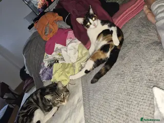 Mixed Breed cats Selling cat - Advert 1