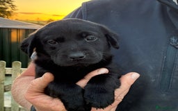 Labrador Retriever dogs for sale: Five Star Council Registered Breeder litter - Image 4