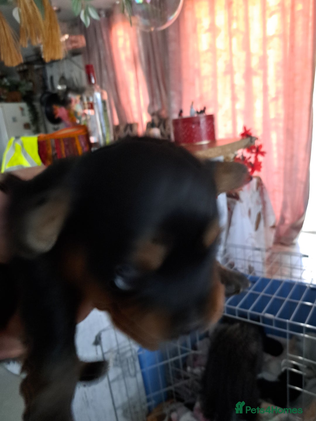 Yorkiepoo dogs for sale: Yorkiepoo - Advert 3