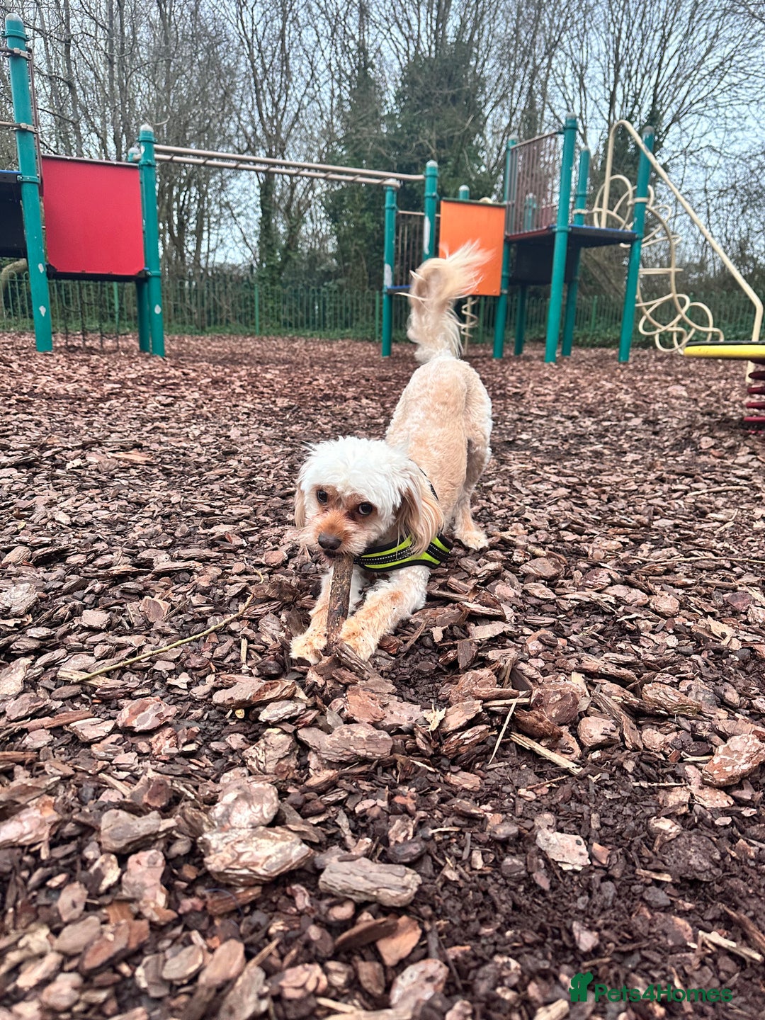 Cockapoo dogs for sale: Milo - Cavapoo - Advert 9