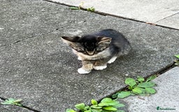 Domestic Shorthair cats for sale: Ekaterine  - Image 5