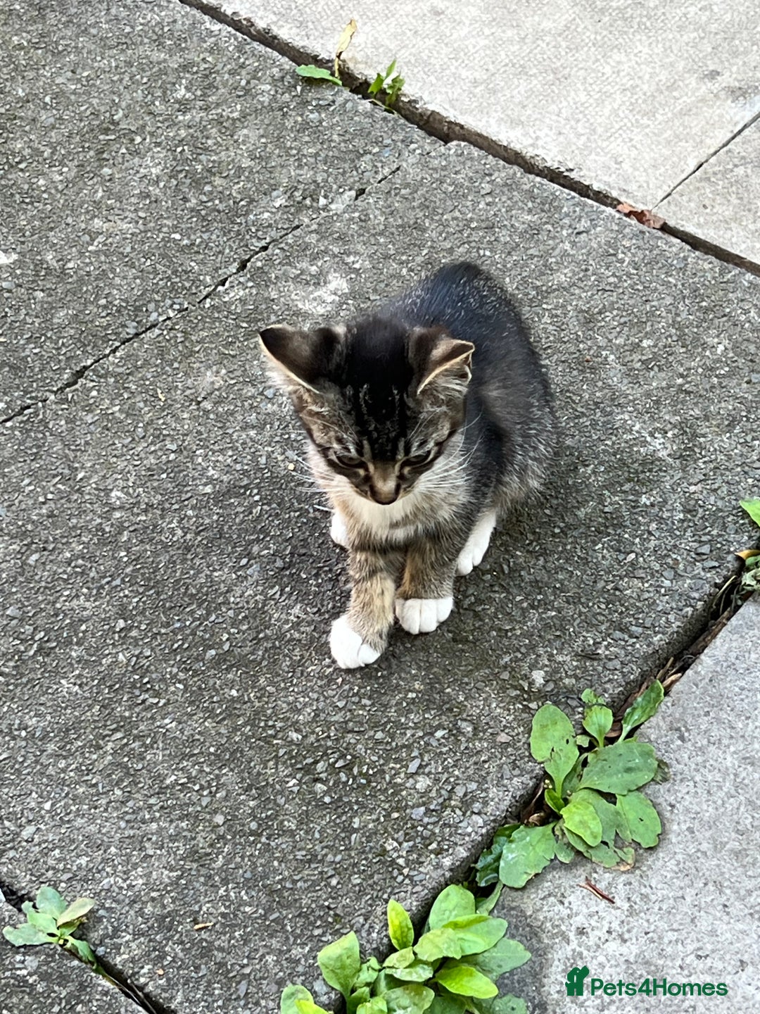 Domestic Shorthair cats for sale: Ekaterine  - Image 5
