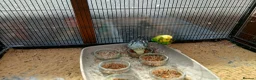Budgerigars birds for sale: 7 Budgies for sale - Advert 2