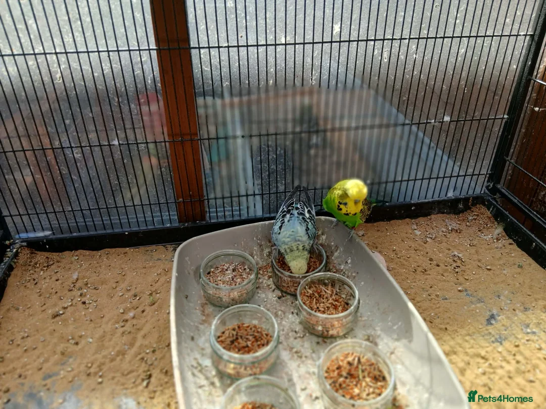 Budgerigars birds for sale: 7 Budgies for sale - Advert 2