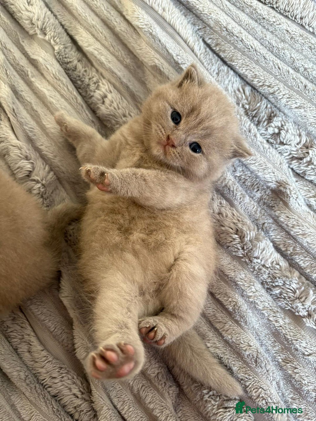 Scottish Fold cats for sale: Beautiful Scottish fold kittens  - Advert 4