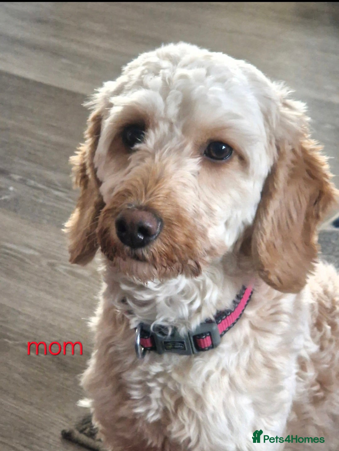 Cockapoo dogs Outstanding cockapoo puppies - Advert 2