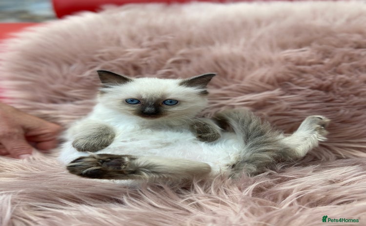 Ragdoll cats - Advert 7