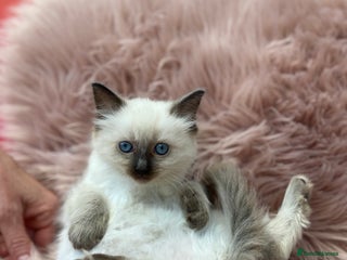 Ragdoll cats - Advert 8