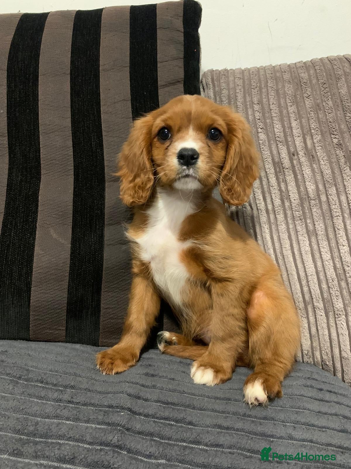 Cavalier King Charles Spaniel dogs Chocolate carriers kc  - Advert 10