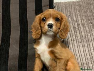 Cavalier King Charles Spaniel dogs Kc Ruby girl - Advert 9