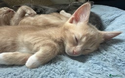 Ragdoll cats for sale: 6 beautiful well loved kittens. 2 girls remaining - Image 23