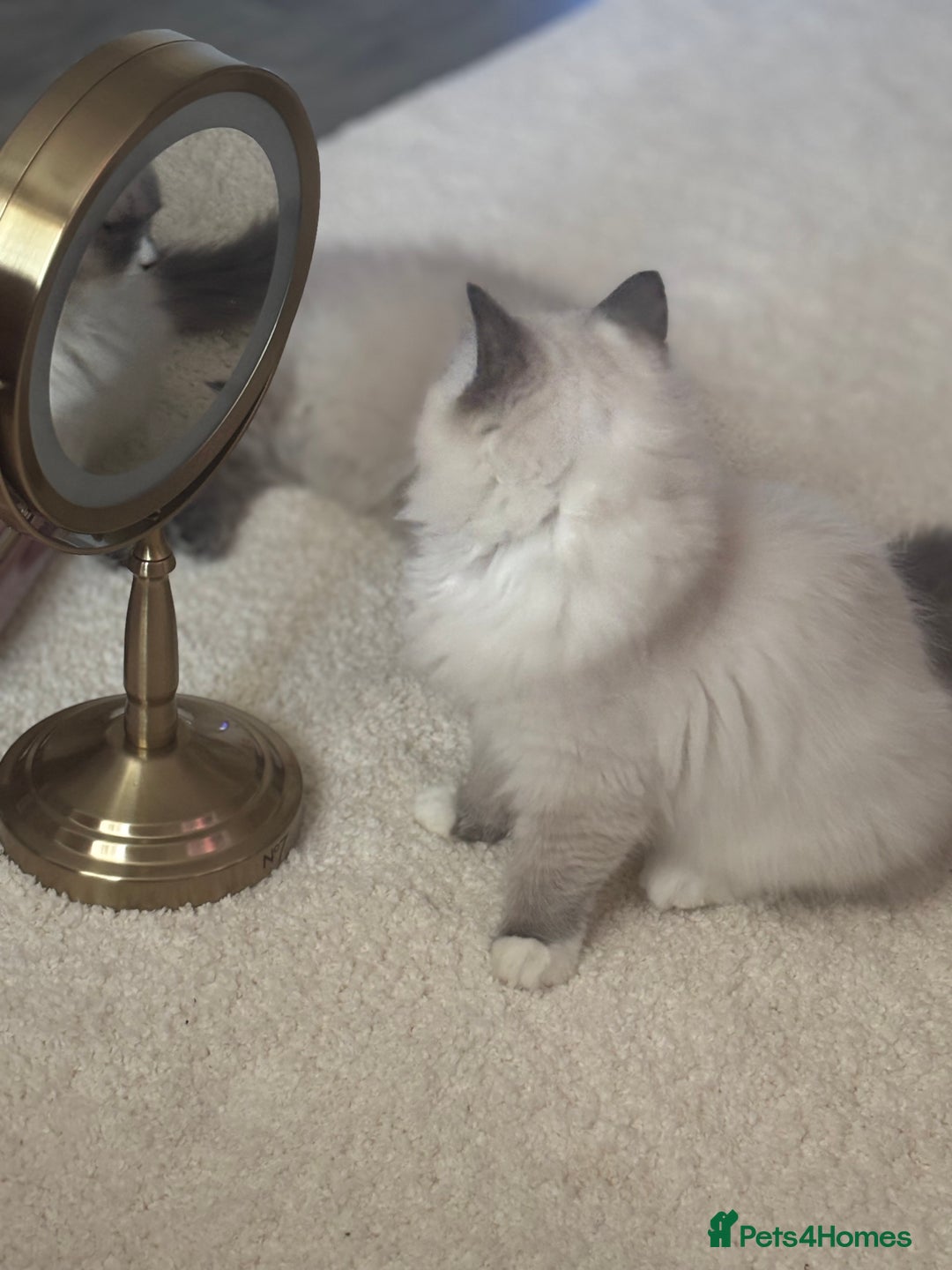 Ragdoll cats for sale: Beautiful blue mitted girl  - Advert 9
