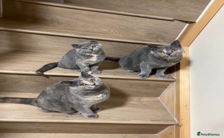 British Shorthair cats - Advert 10