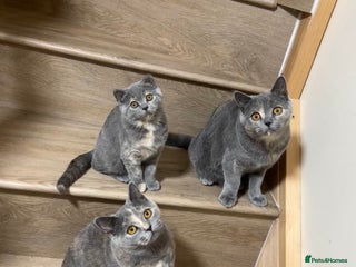 British Shorthair cats - Advert 28