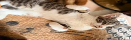 British Shorthair cats for sale: PURE BSH BOY KITTEN - ONLY £75! in Uxbridge - Advert 12