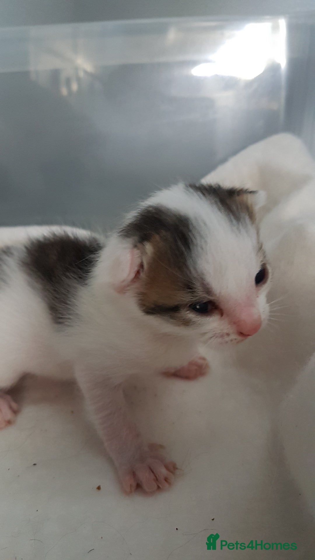 British Shorthair cats for sale: for sale 2 cheeky little monkeys  - Image 6