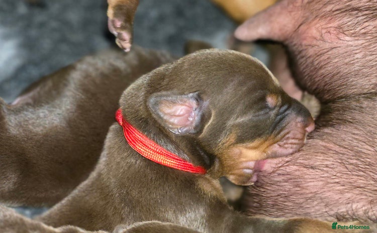 Dobermann dogs - Advert 4
