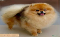 Pomeranian dogs for sale: 🐾Stunning 🐶Extra Small🐻 Teddy Face🔥 - Image 20