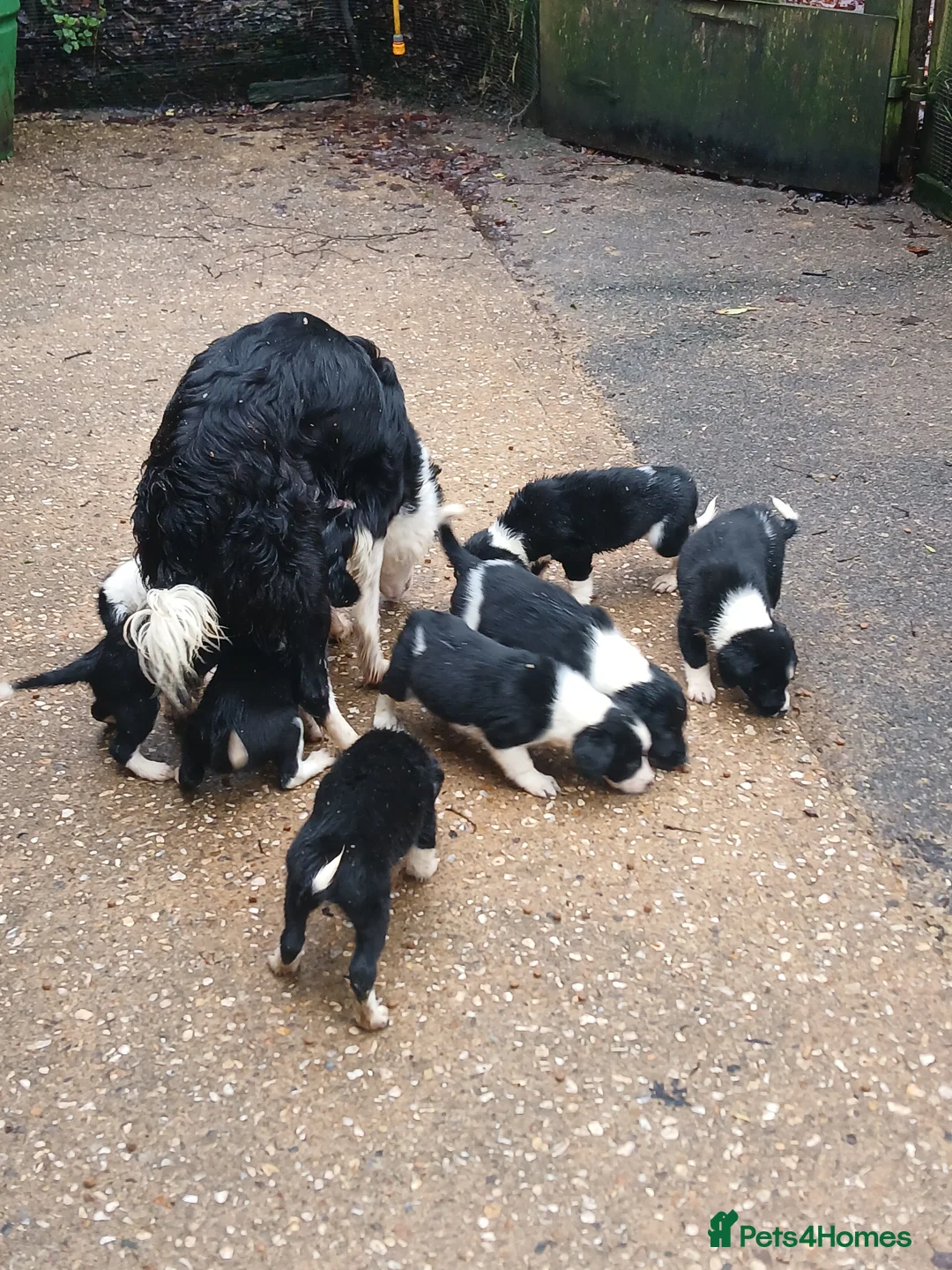 Sprollie dogs for sale: Sprollie Puppies - Advert 3