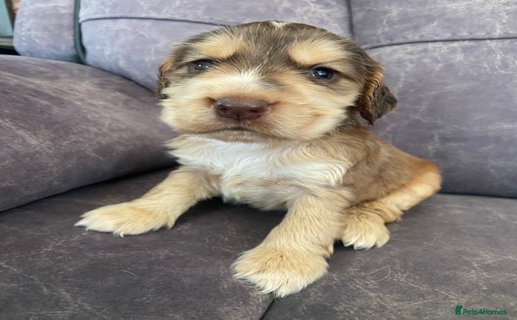Cocker Spaniel dogs for sale - Advert 2