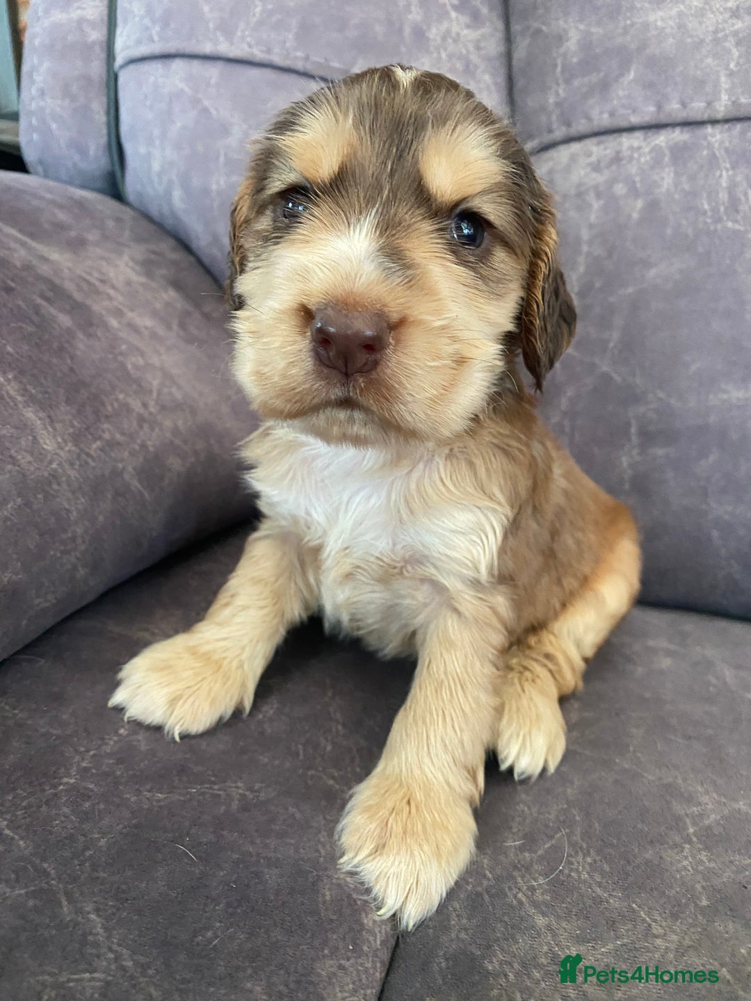 Cocker Spaniel dogs for sale: Show type cocker spaniels - Image 2