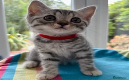 British Shorthair cats for sale: Stunning BSH Silver Female Grey Stripe Kittens - Image 1