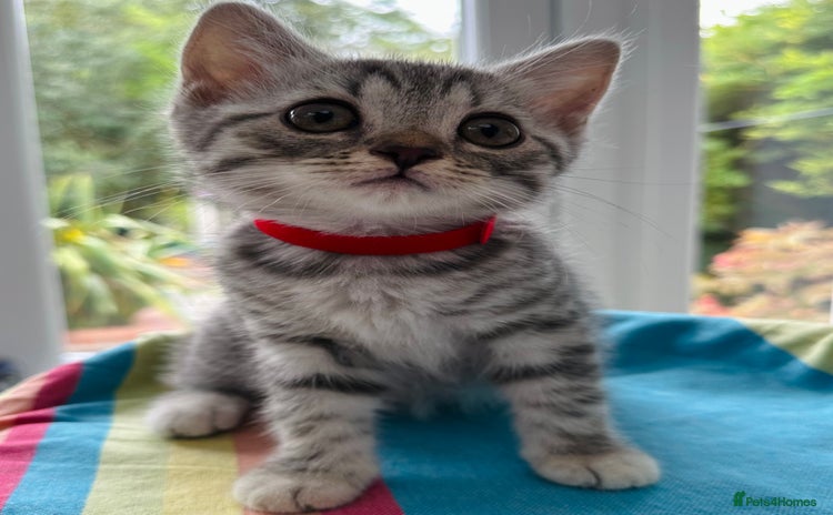 British Shorthair cats - Advert 16