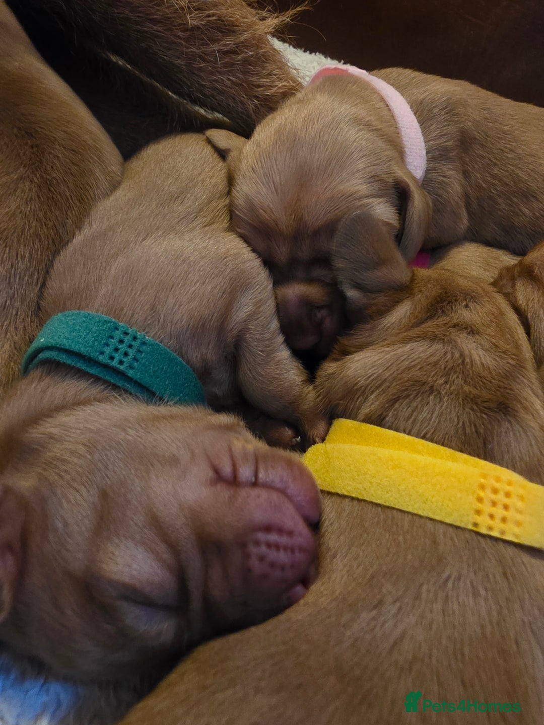 Mixed Breed dogs for sale: Hungarian vizsla cross cocker spaniel puppies - Advert 9