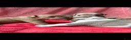 Olde English Bulldogge dogs for sale: Olde English Bulldogge  - Advert 5