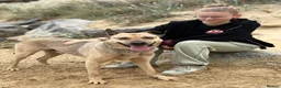 Mixed Breed dogs for adoption: Gabriel - Norwich Norfolk  - Advert 5
