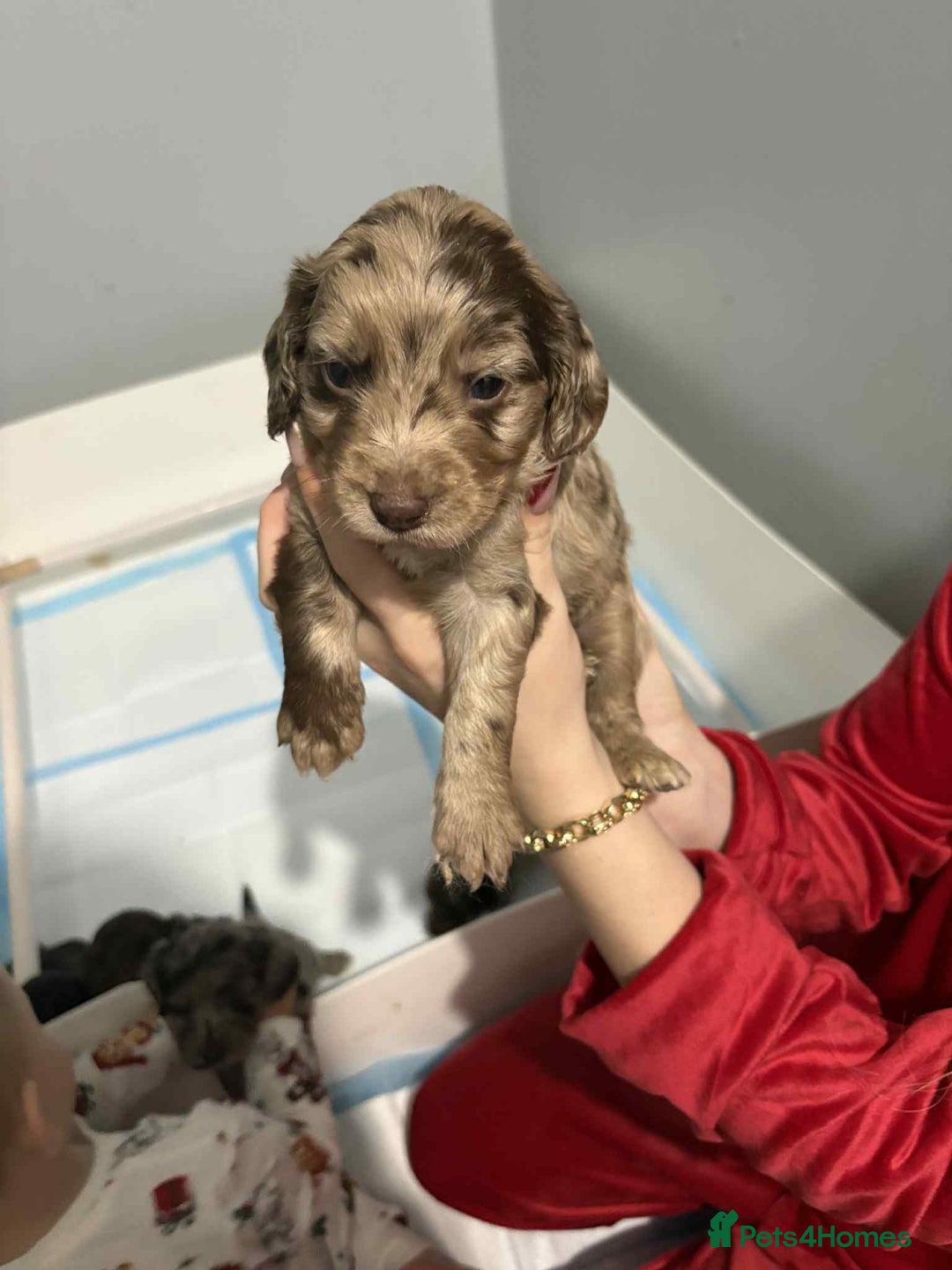 Cockapoo dogs for sale: 4 boy cockapoo puppies  - Advert 8