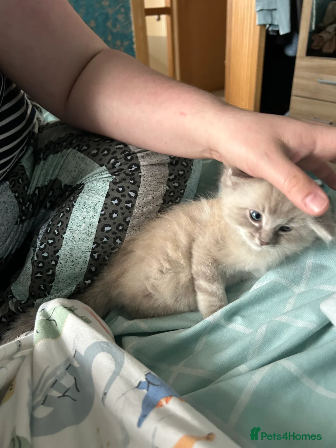 Ragdoll cats for sale: 2 Gorgeous Ragdoll Kittens - Advert 2