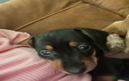 Miniature Dachshund dogs for sale: One beautiful Beautiful girl left  💜🐶  - Image 7