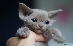 Devon Rex cats for sale: Ravel 💜male Devon Rex available  - Image 8
