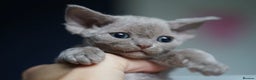 Devon Rex cats for sale: Ravel 💜male Devon Rex ( Reserved) - Advert 21