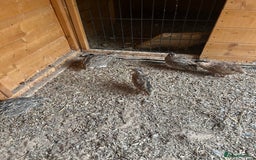 Quail poultry for sale: 5 female quail and 3 males - Image 1