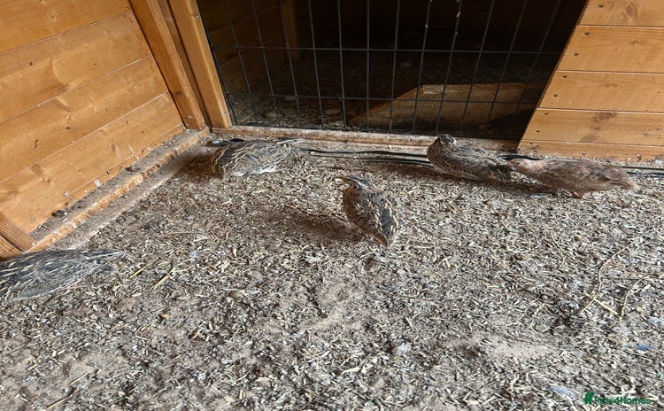 Quail poultry - Advert 1