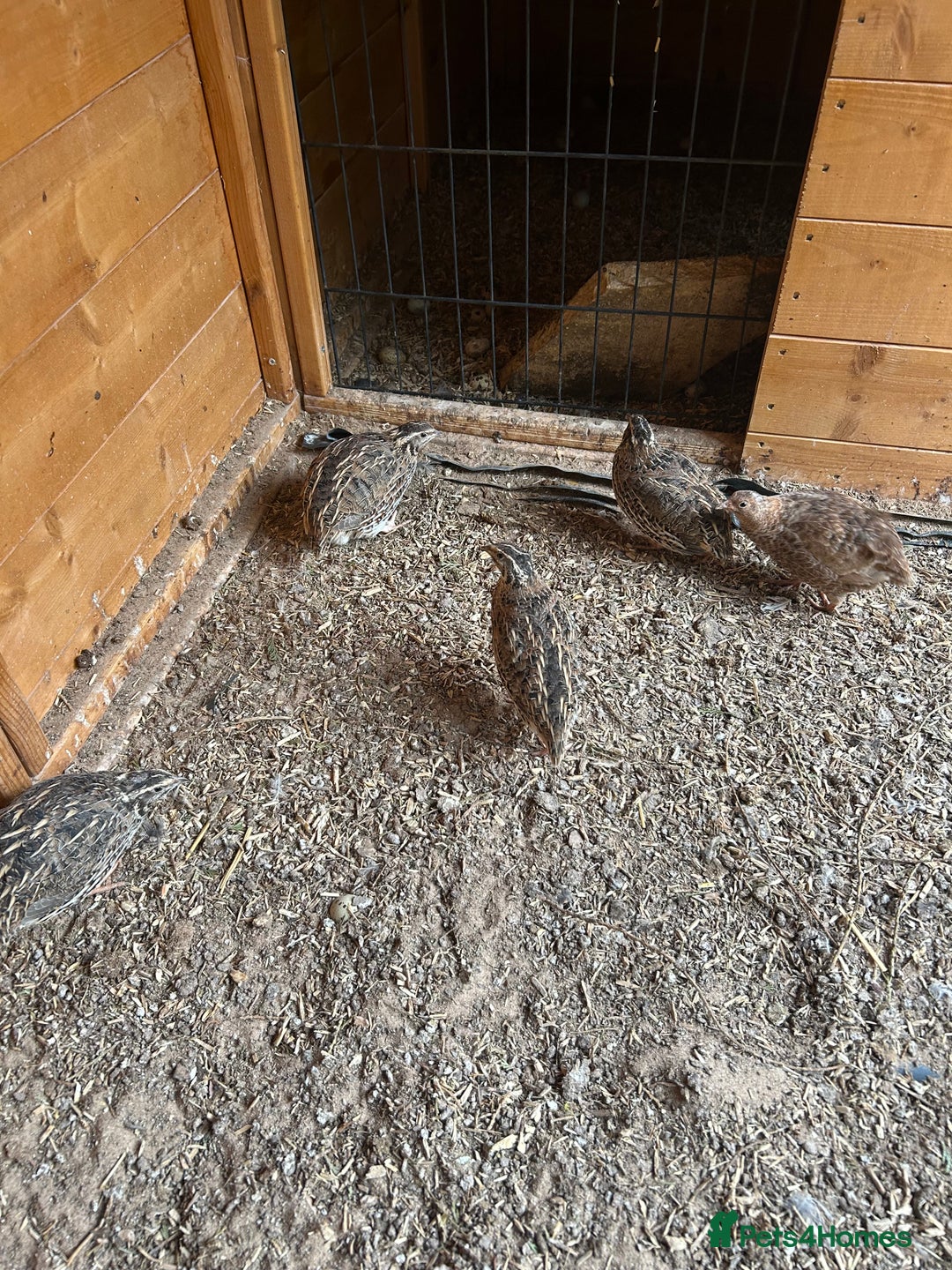 Quail poultry for sale: 5 female quail and 3 males - Image 1