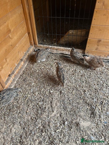 Quail poultry - Advert 6