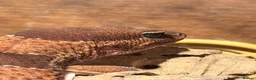 Gecko reptiles for sale: Fat Tailed Gecko with setup - Advert 3