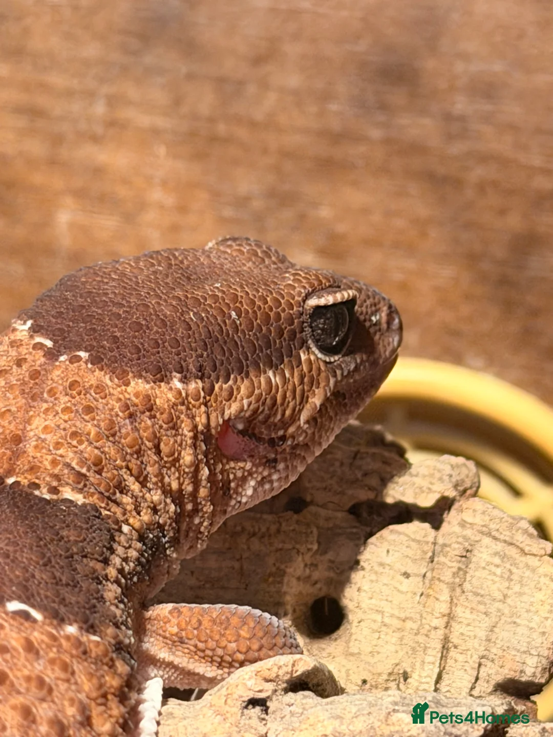 Gecko reptiles for sale: Fat Tailed Gecko with setup - Advert 3