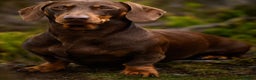 Dachshund dogs for sale: Mini dachshund for sale  - Advert 7