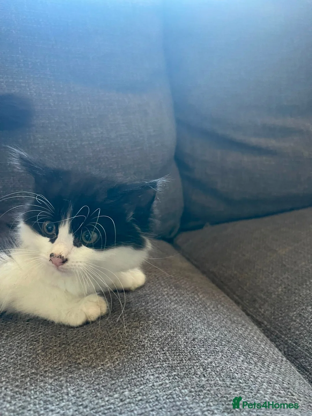 Mixed Breed cats for sale: Adorable Black & White Kittens – Ready Now - Advert 18