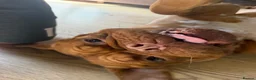 Dogue De Bordeaux dogs for sale: Dogue de Bordeux Girl  - Advert 7