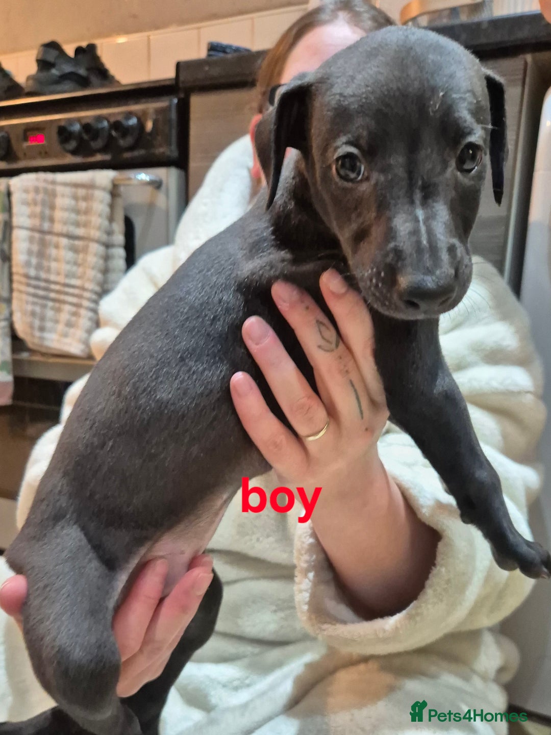 Whippet dogs for sale: K.c Whippet pups - Advert 5